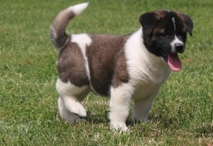 Playful Akita Puppies for sale